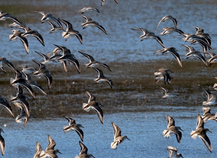 Calidris alpina-3