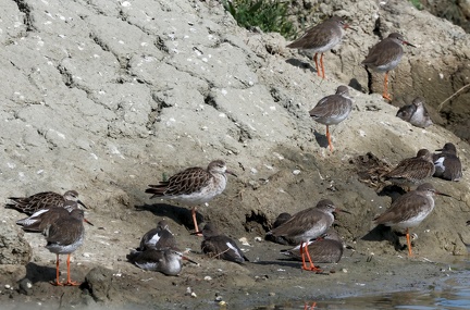Calidris pugnax-3