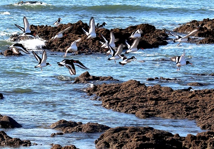 Haematopus ostralegus-1