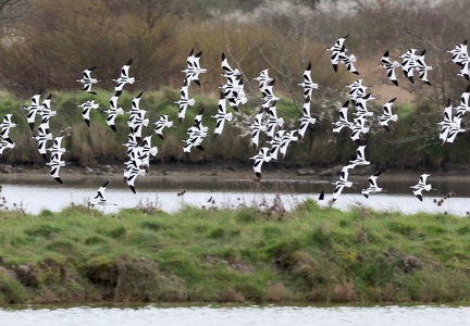 Recurvirostra avosetta-91