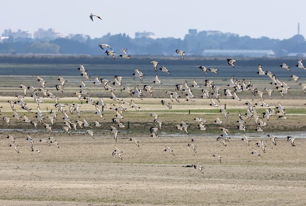 Haematopus ostralegus-61