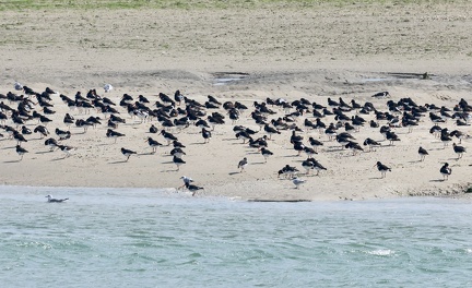 Haematopus ostralegus-6