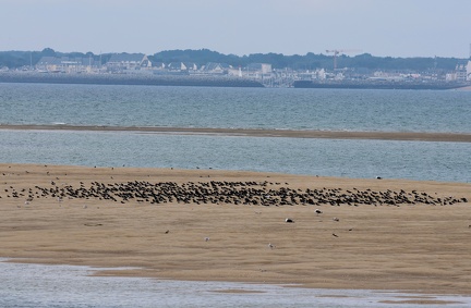 Haematopus ostralegus-7