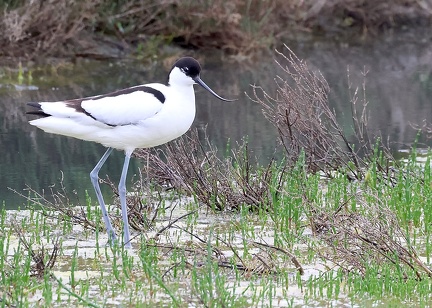 Recurvirostra avosetta-11