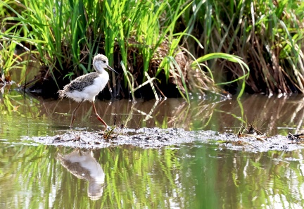 Himantopus himantopus-71