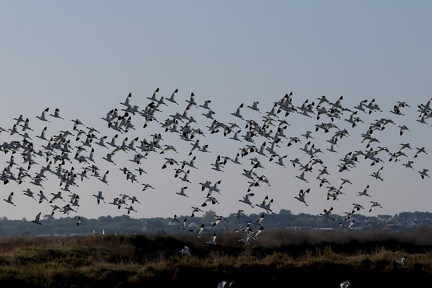 Recurvirostra avosetta-93