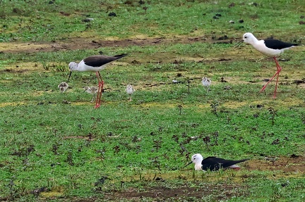 Himantopus himantopus-01