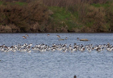 Recurvirostra avosetta-94