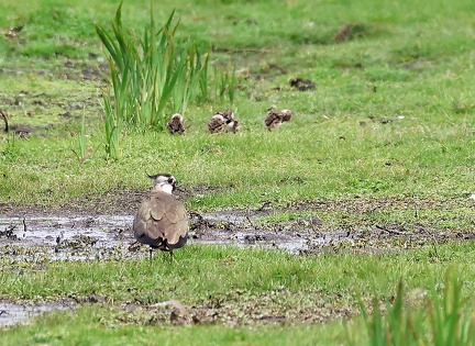 Vanellus vanellus-05
