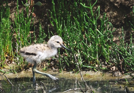 Recurvirostra avosetta-51