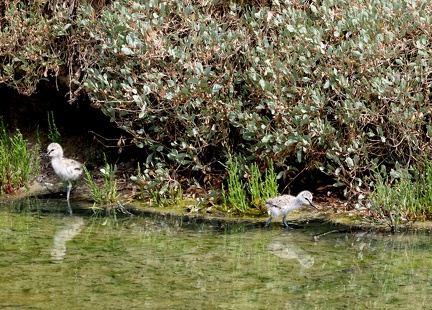 Recurvirostra avosetta-5