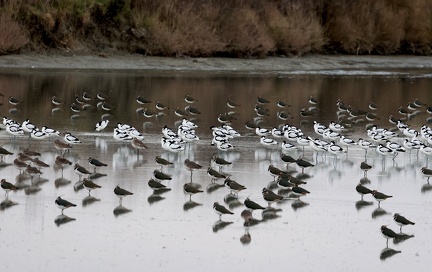 Vanellus vanellus-s01