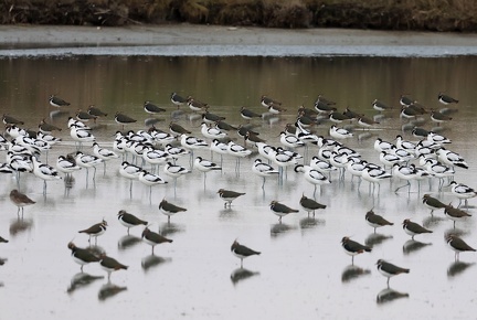 Recurvirostra avosetta-s02