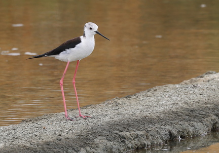 Himantopus himantopus-91