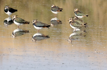 Vanellus vanellus-13