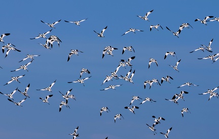 Recurvirostra avosetta-9