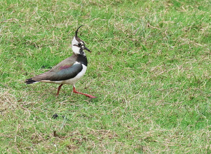 Vanellus vanellus-61