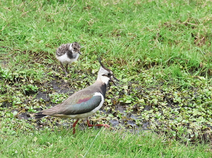 Vanellus vanellus-62