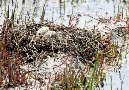 Recurvirostra avosetta-36