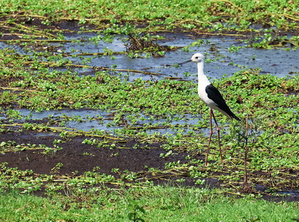 Himantopus himantopus-51