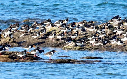 Haematopus ostralegus-71