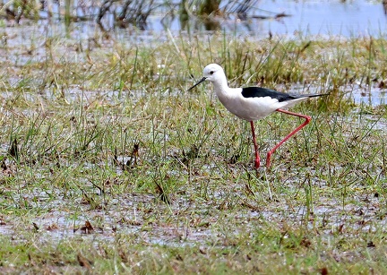 Himantopus himantopus-21