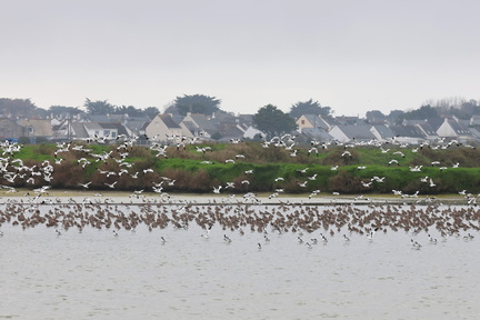 Recurvirostra avosetta-sb01