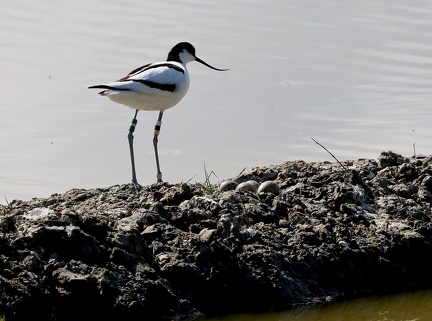 Recurvirostra avosetta-32