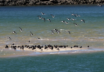 Haematopus ostralegus-5