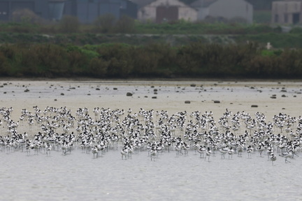 Recurvirostra avosetta-sb03