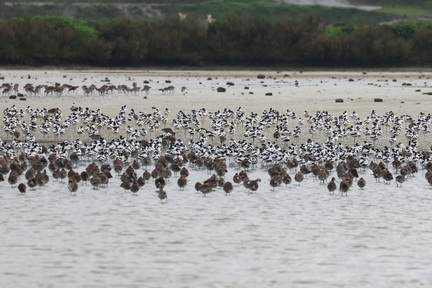 Recurvirostra avosetta-sb04