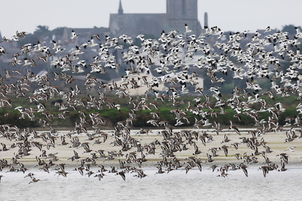 Recurvirostra avosetta-sb05