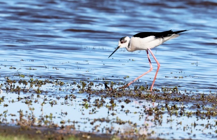 Himantopus himantopus-5