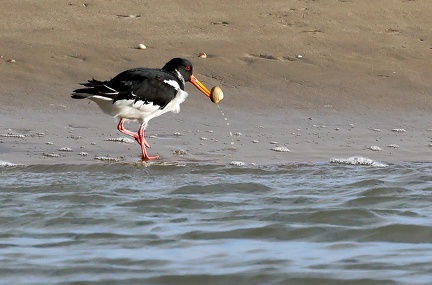 Haematopus ostralegus-8