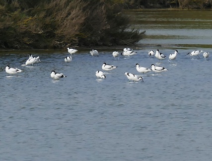 Recurvirostra avosetta-7