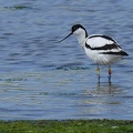 Recurvirostra avosetta-2