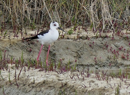 Himantopus himantopus-3