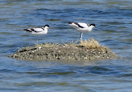 Recurvirostra avosetta-3