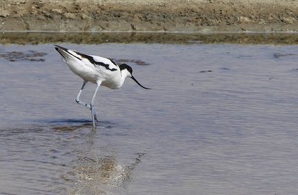 Recurvirostra avosetta-1