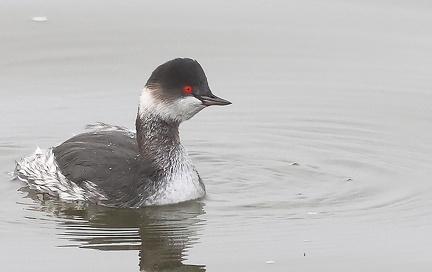 Podiceps nigricollis-51