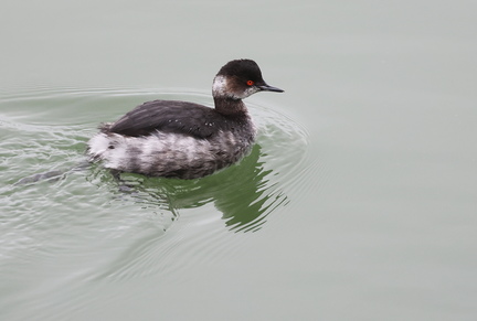 Podiceps nigricollis-8