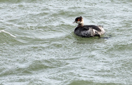 Podiceps auritus
