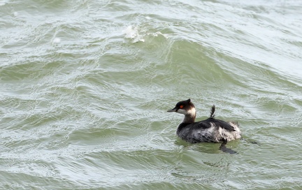 Podiceps auritus-1