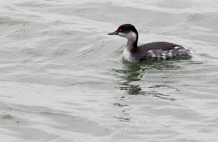 Podiceps auritus-2
