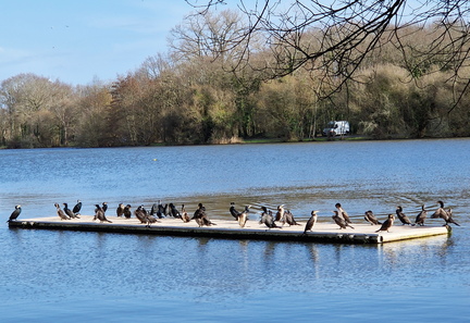 Phalacrocorax carbo-950