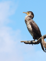 Phalacrocorax carbo-9102