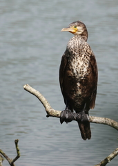 Phalacrocorax carbo-9103