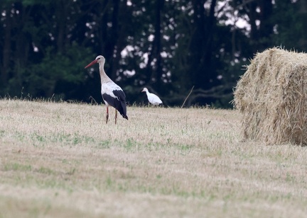 Ciconia ciconia-72