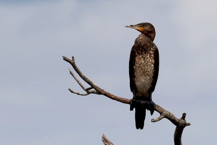 Phalacrocorax carbo-95
