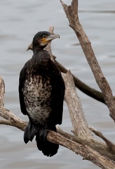 Phalacrocorax carbo-91